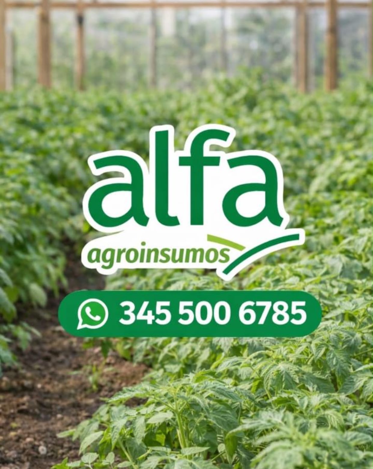 ALFA ANGROINSUMOS
